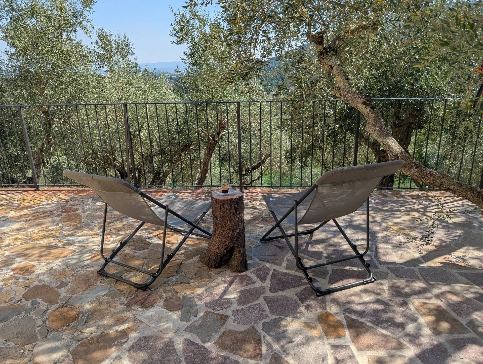 Two chairs beneath an ancient olive tree in the terraced grove